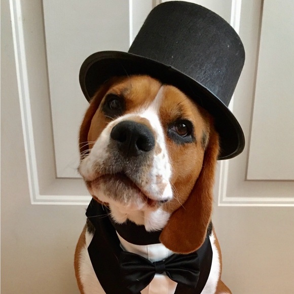 Meet your Posher, Lynn - Picture 1 of 1